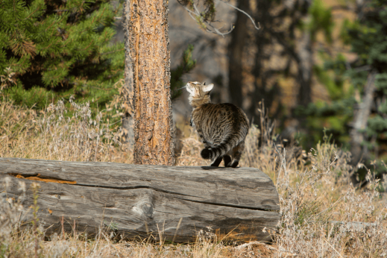 O gatinho e a Dríade - Um Conto sobre Mabon - Respeita as Bruxas da ...